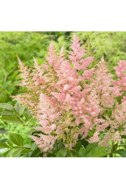 Астильба японська Європа суцвіття